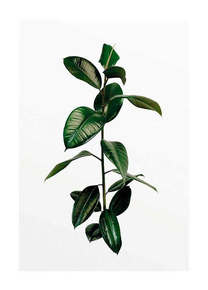 Komar Poster »Ficus Branch«, Pflanzen, (1 St.) von Komar