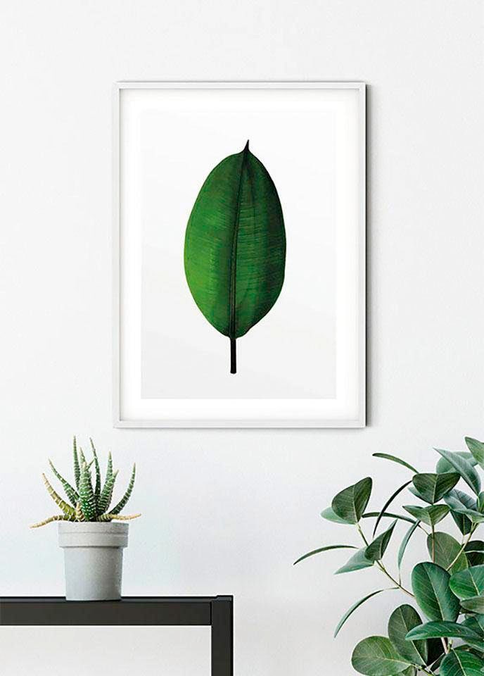 Komar Poster »Ficus Leaf«, Pflanzen-Blätter, (1 St.) von Komar