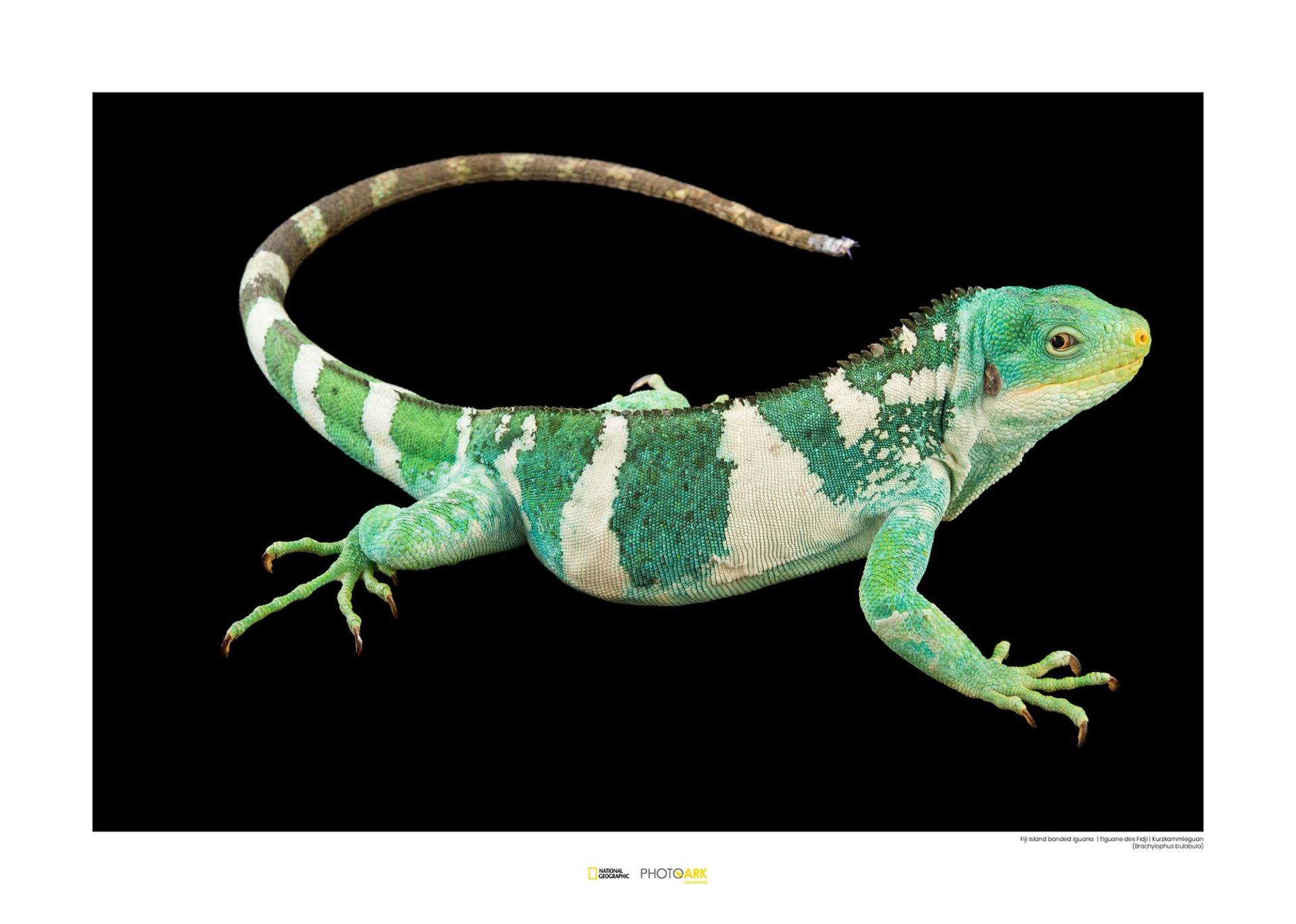 Komar Poster »Fiji Island Banded Iguana«, Tiere von Komar