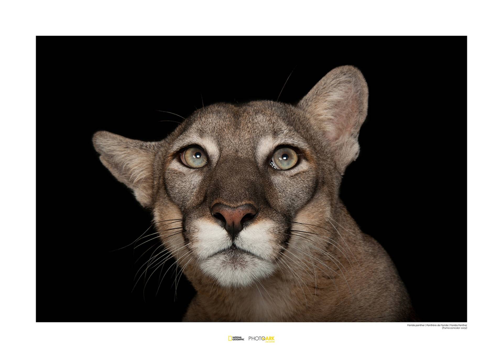 Komar Poster »Florida Panther Portrait«, Tiere von Komar