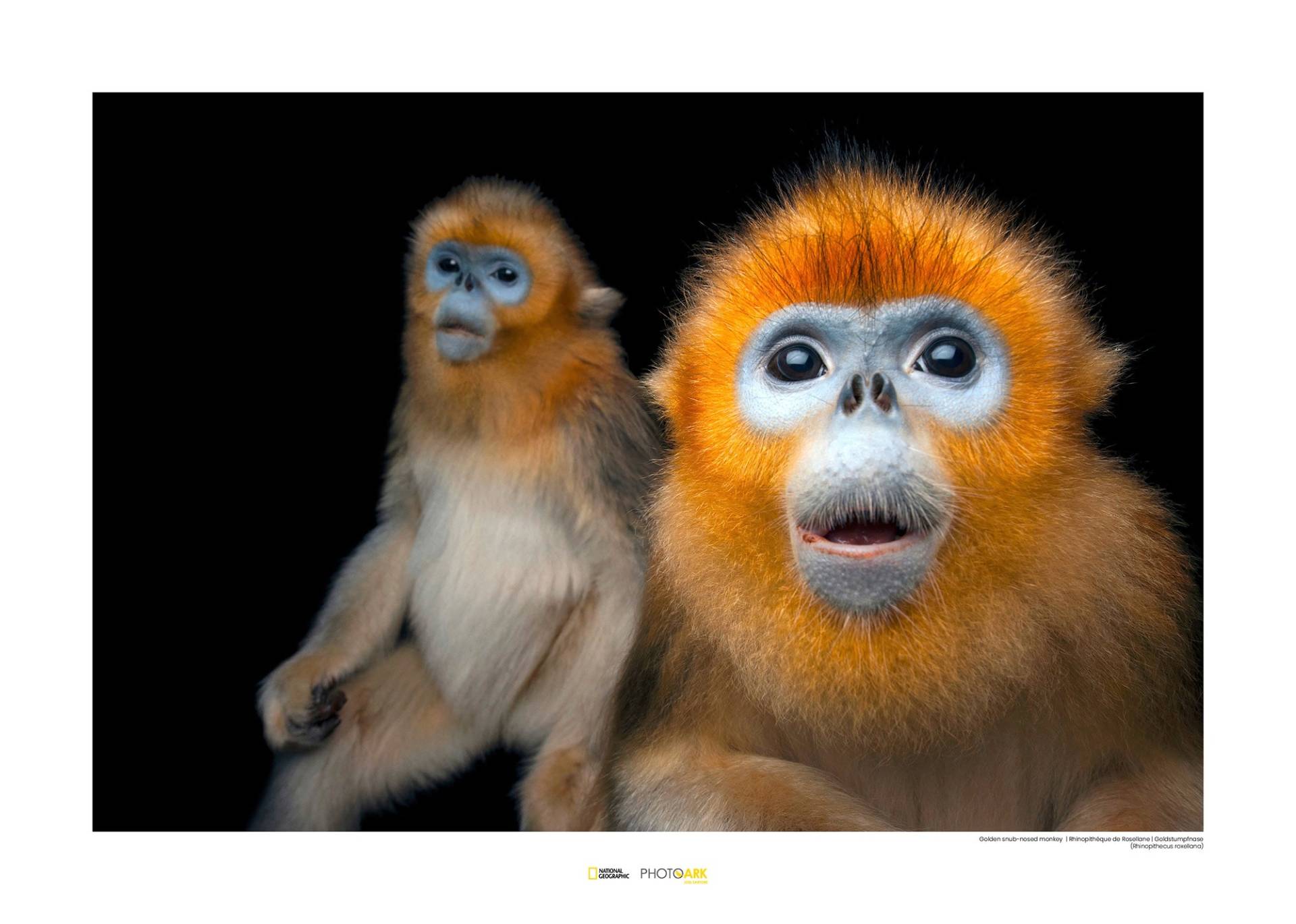 Komar Poster »Golden Snub-nosed Monkey«, Tiere von Komar