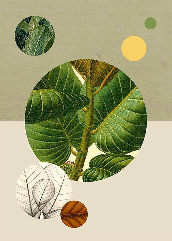 Komar Bild »Green Structure«, Pflanzen-Blätter, (1 St.), Wandbild zur Dekoration - ohne Rahmen Komar Bild »Green Structure«, Pflanzen-Blätter, (1 St.), Wandbild zur Dekoration - ohne Rahmen von Komar
