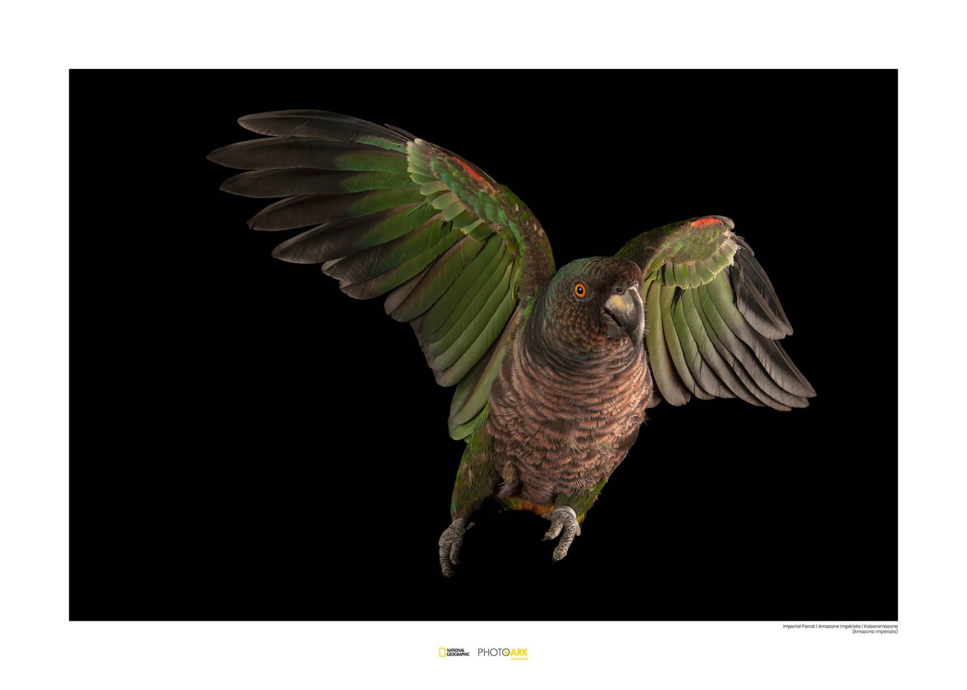 Komar Poster »Imperial Parrot«, Tiere von Komar