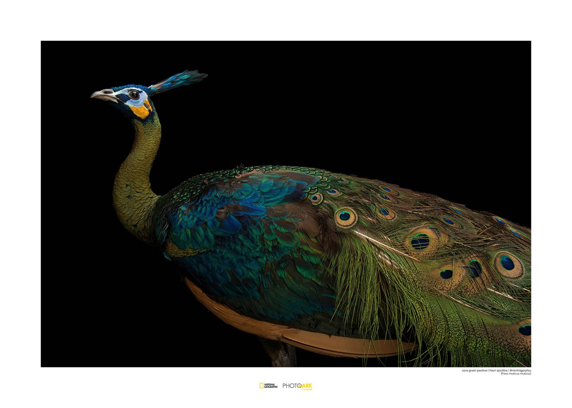 Komar Poster »Java Green Peafowl«, Tiere von Komar