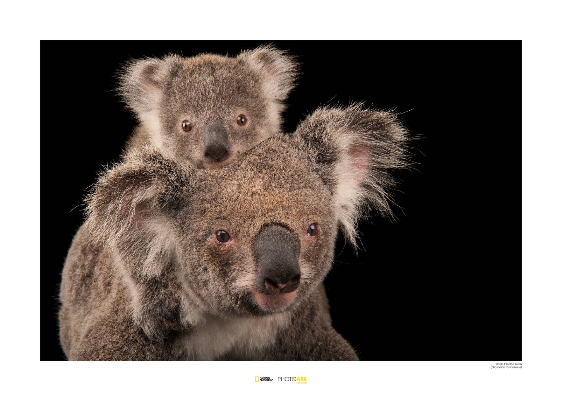 Komar Poster »Koala Bear«, Tiere von Komar