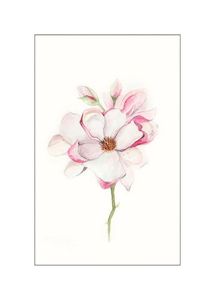 Komar Poster »Magnolia Blossom«, Blumen, (1 St.) von Komar