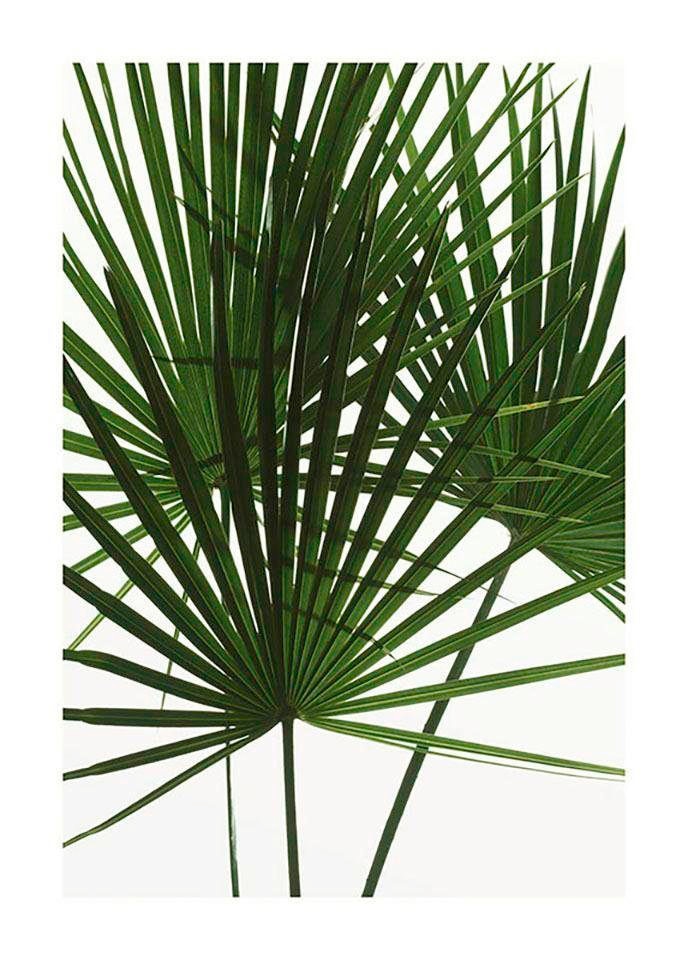 Komar Poster »Palmtree Leaves«, Pflanzen, (1 St.) von Komar