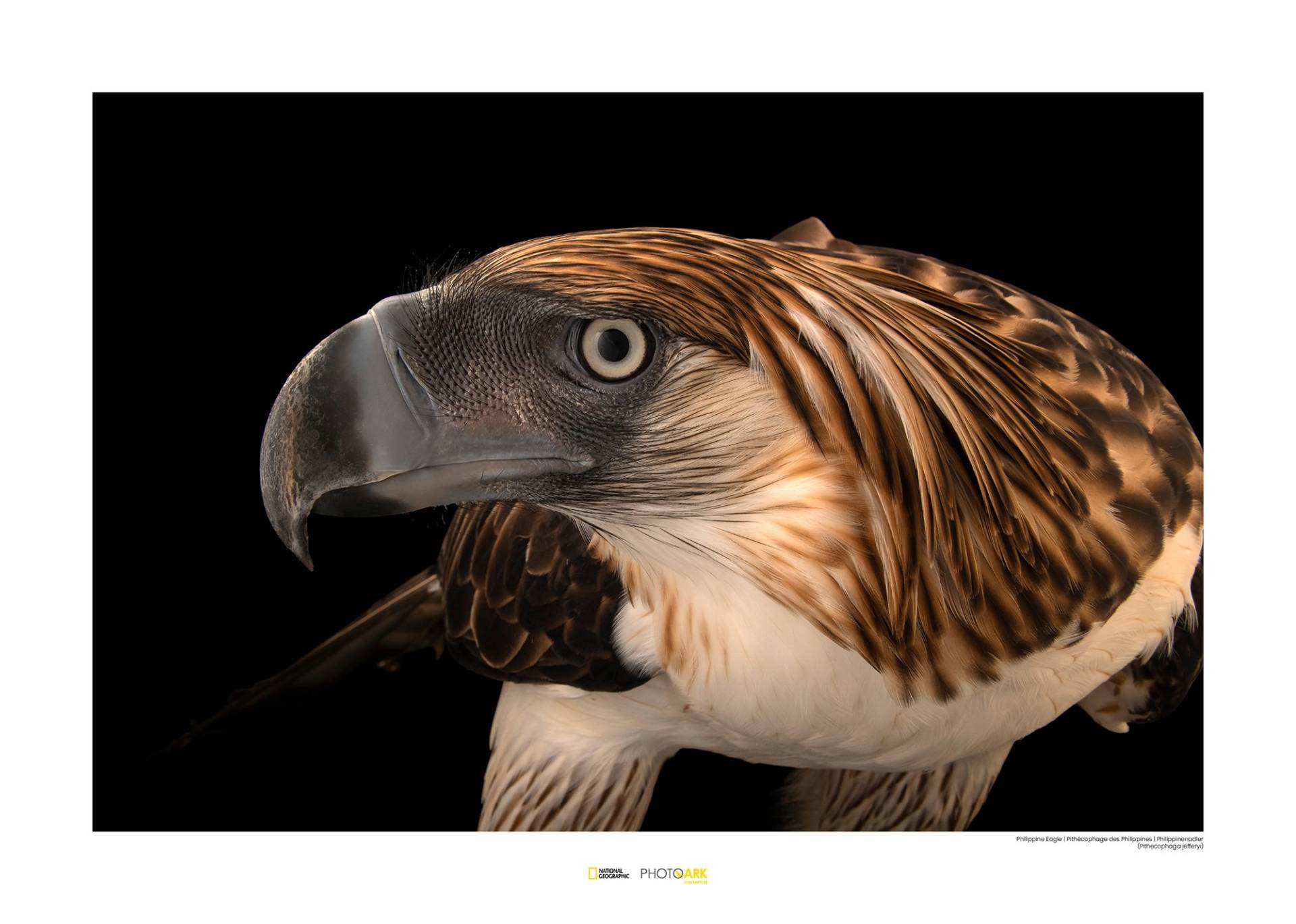 Komar Poster »Philippine Eagle«, Tiere von Komar