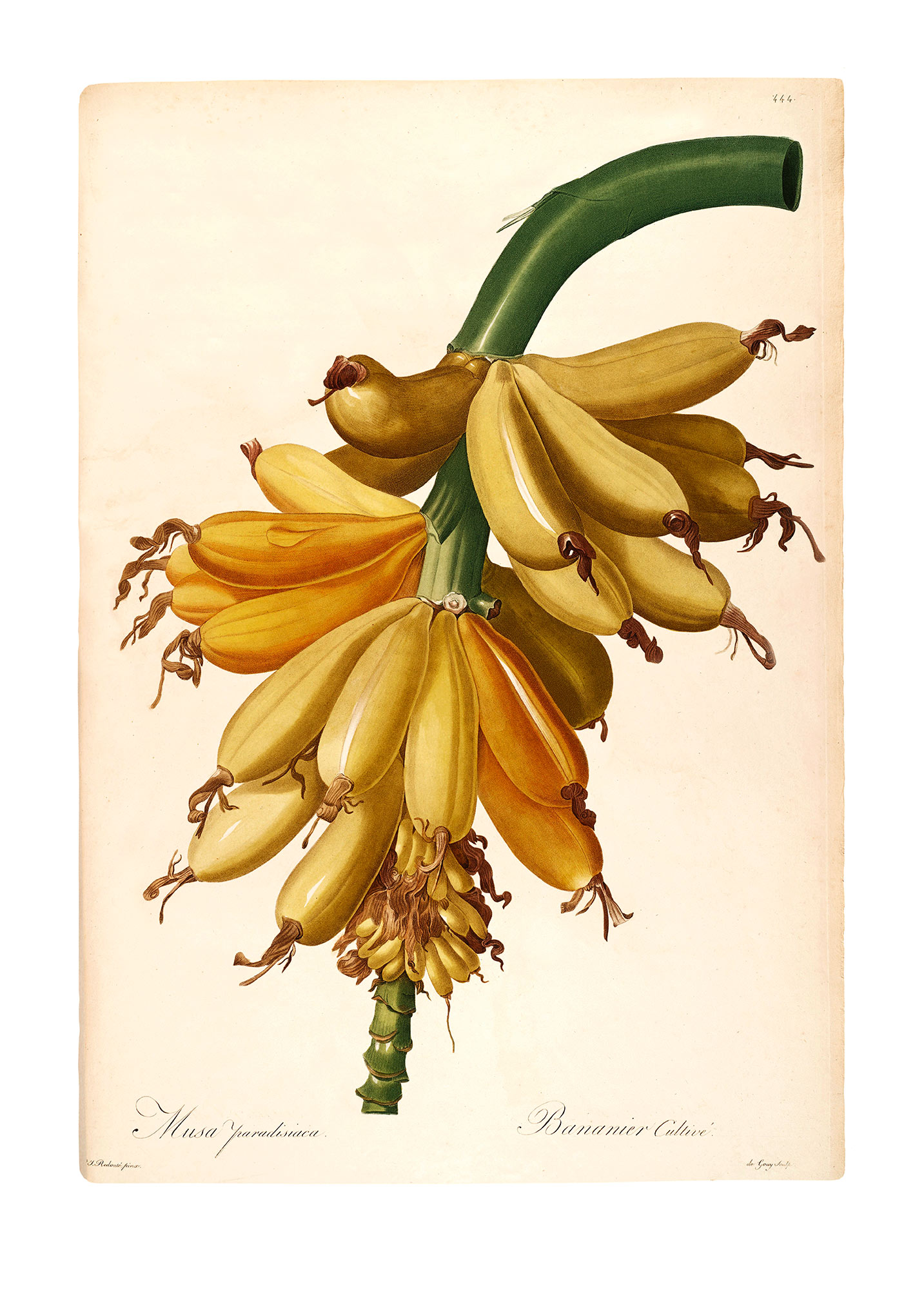 Komar Poster »Plantains«, (1 St.) von Komar
