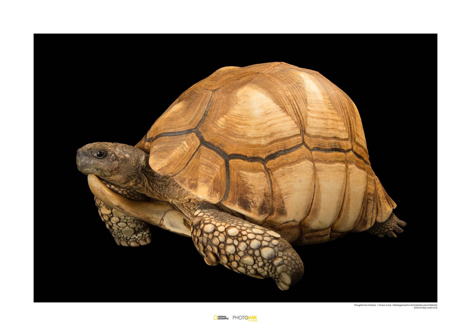 Komar Poster »Ploughshare Tortoise«, Tiere von Komar