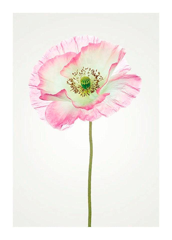 Komar Bild »Poppy«, Blumen, (1 St.), Wandbild zur Dekoration - ohne Rahmen Komar Bild »Poppy«, Blumen, (1 St.), Wandbild zur Dekoration - ohne Rahmen von Komar