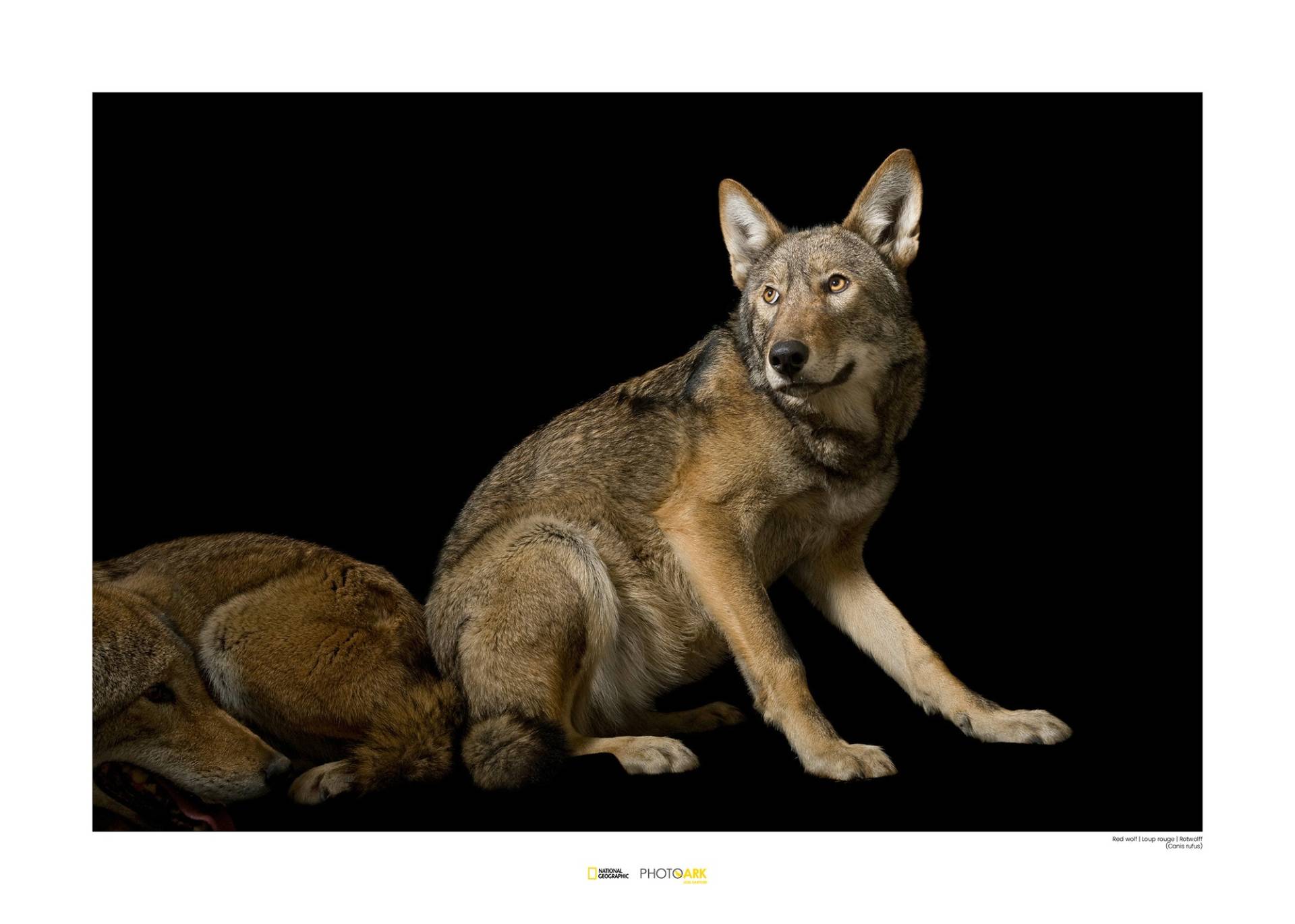 Komar Poster »Red Wolf«, Tiere von Komar