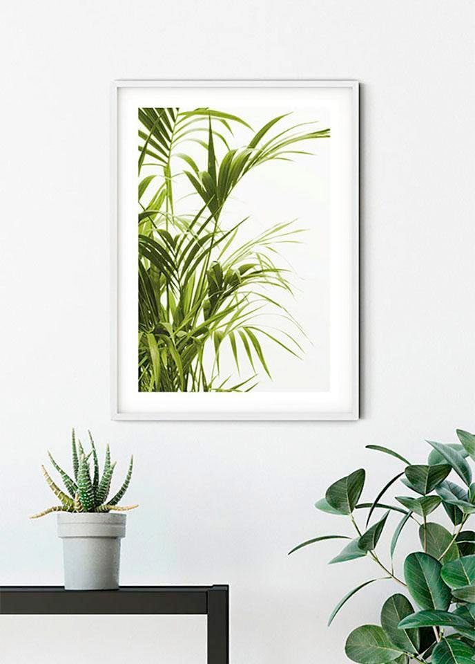 Komar Poster »Reed Leaves«, Pflanzen-Blätter, (1 St.) von Komar