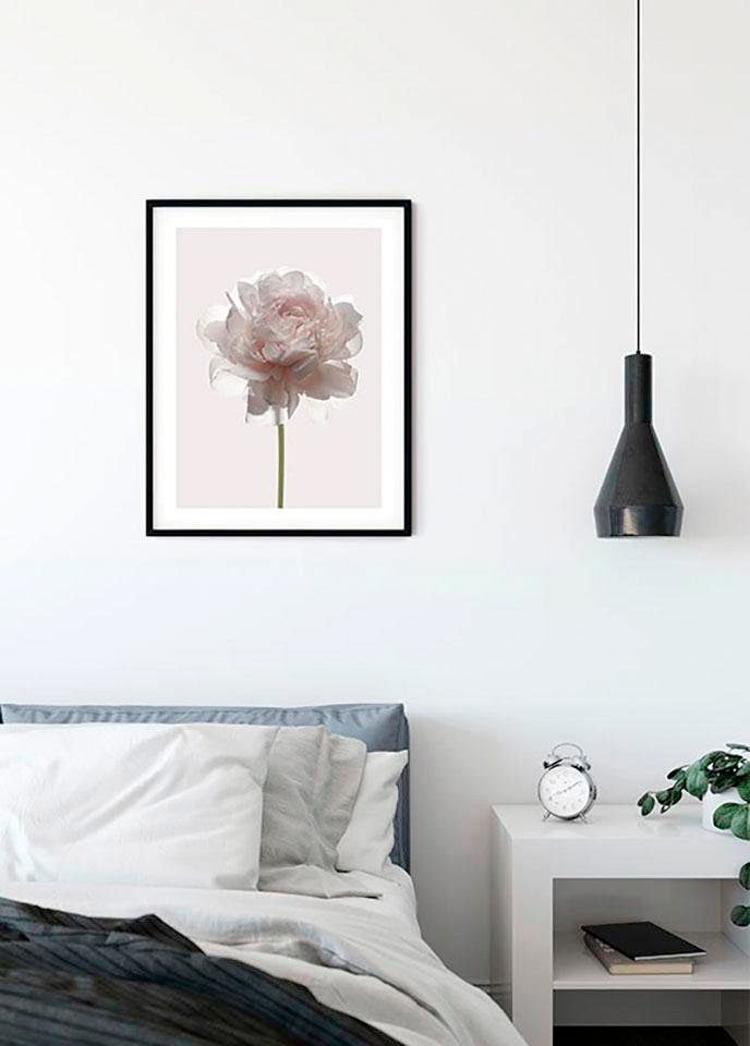 Komar Poster »Rose«, Blumen, (1 St.) von Komar