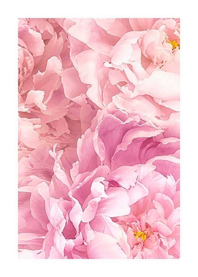 Komar Poster »Soave«, Blumen, (1 St.) von Komar
