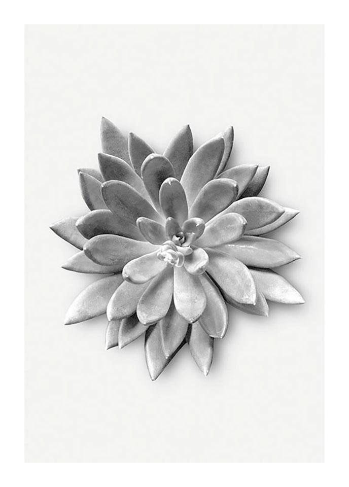 Komar Bild »Succulent Agave«, Pflanzen-Blätter, (1 St.), Wandbild zur Dekoration - ohne Rahmen Komar Bild »Succulent Agave«, Pflanzen-Blätter, (1 St.), Wandbild zur Dekoration - ohne Rahmen von Komar