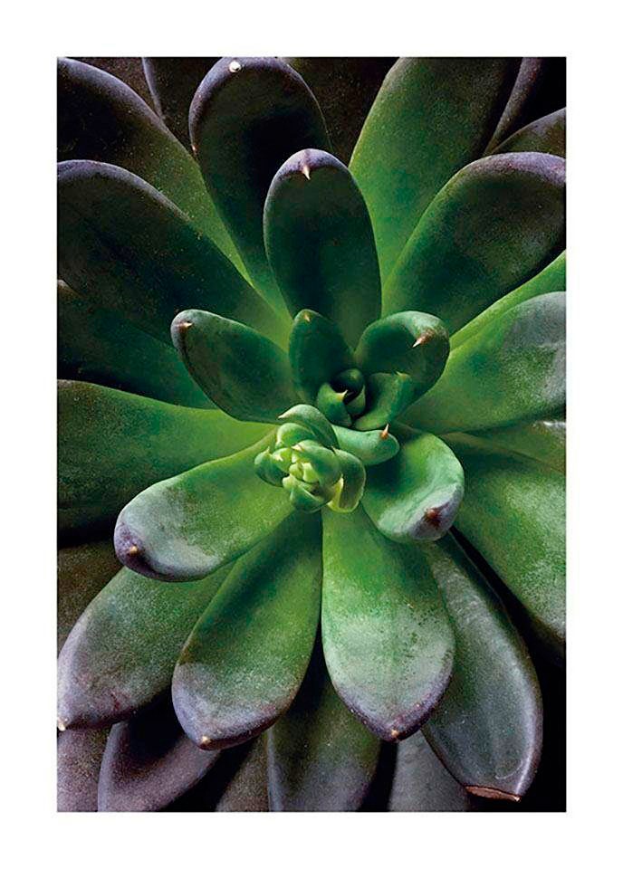 Komar Bild »Succulent Single«, Pflanzen-Blätter, (1 St.), Wandbild zur Dekoration - ohne Rahmen Komar Bild »Succulent Single«, Pflanzen-Blätter, (1 St.), Wandbild zur Dekoration - ohne Rahmen von Komar