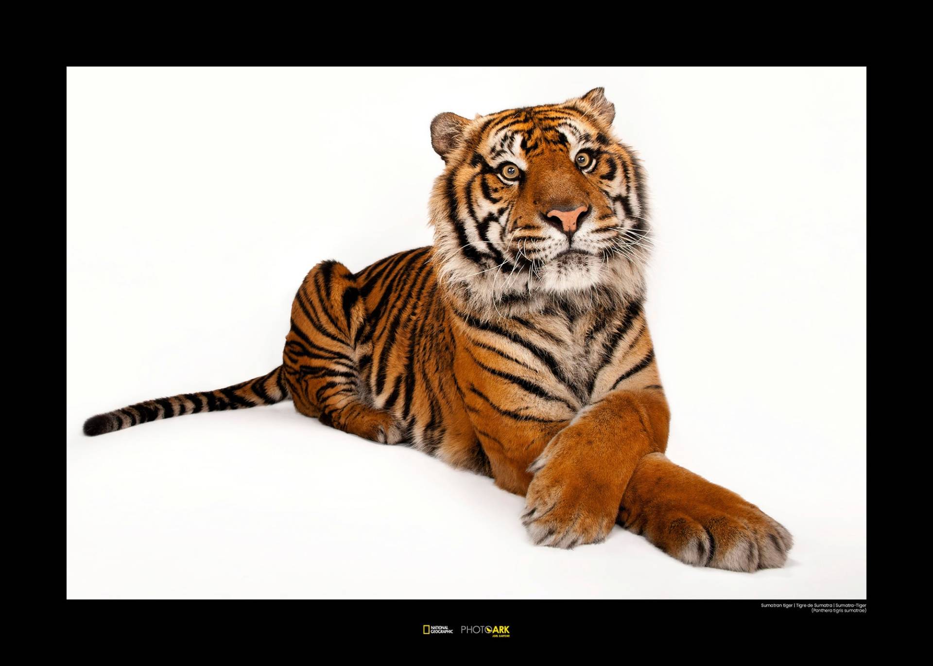 Komar Poster »Sumatran Tiger«, Tiere von Komar