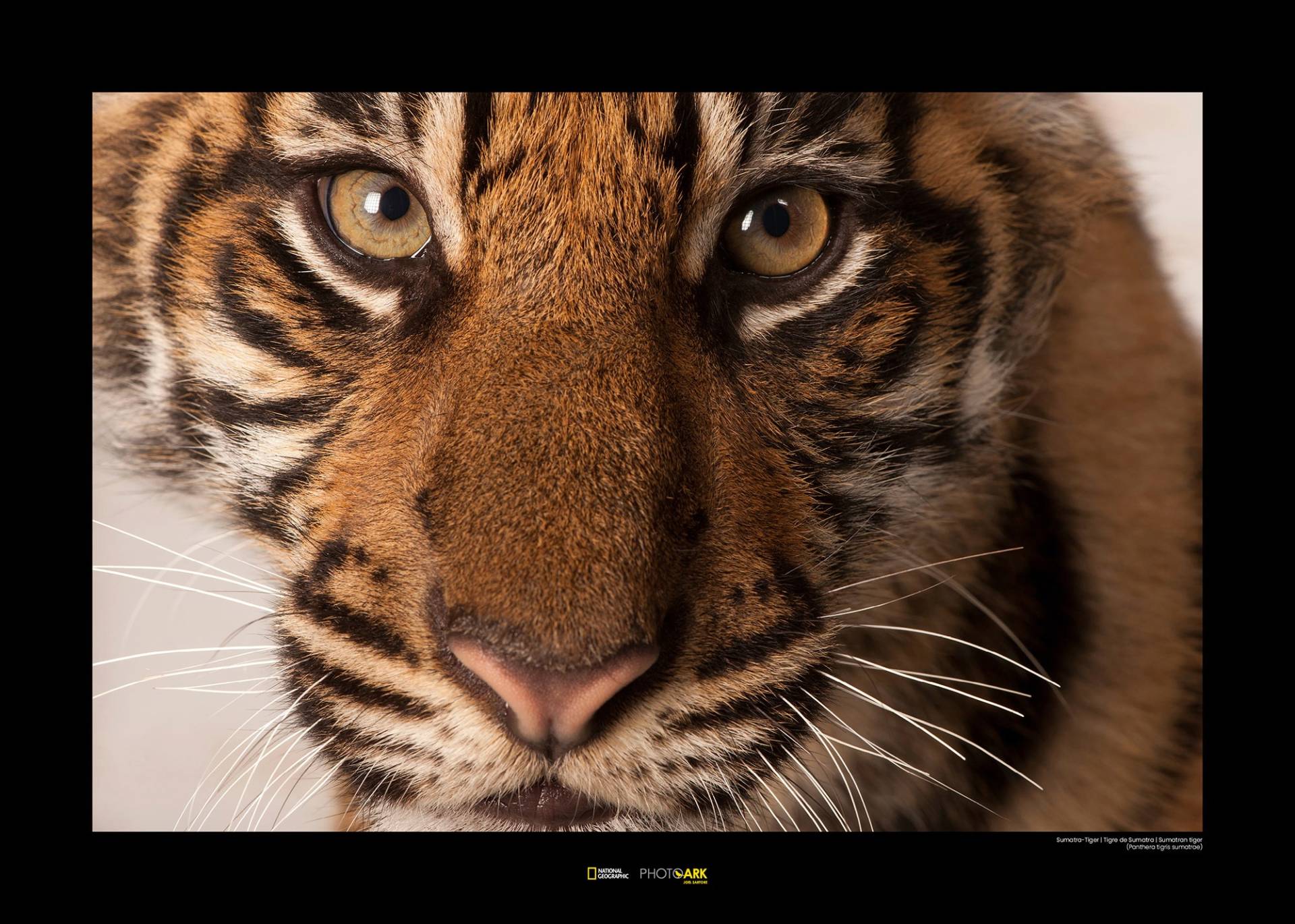 Komar Poster »Sumatran Tiger Portrait«, Tiere von Komar