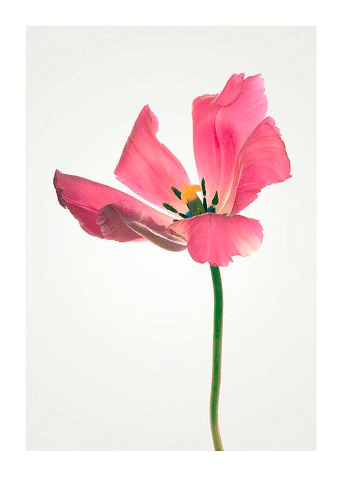 Komar Poster »Tulip«, Blumen, (1 St.) von Komar