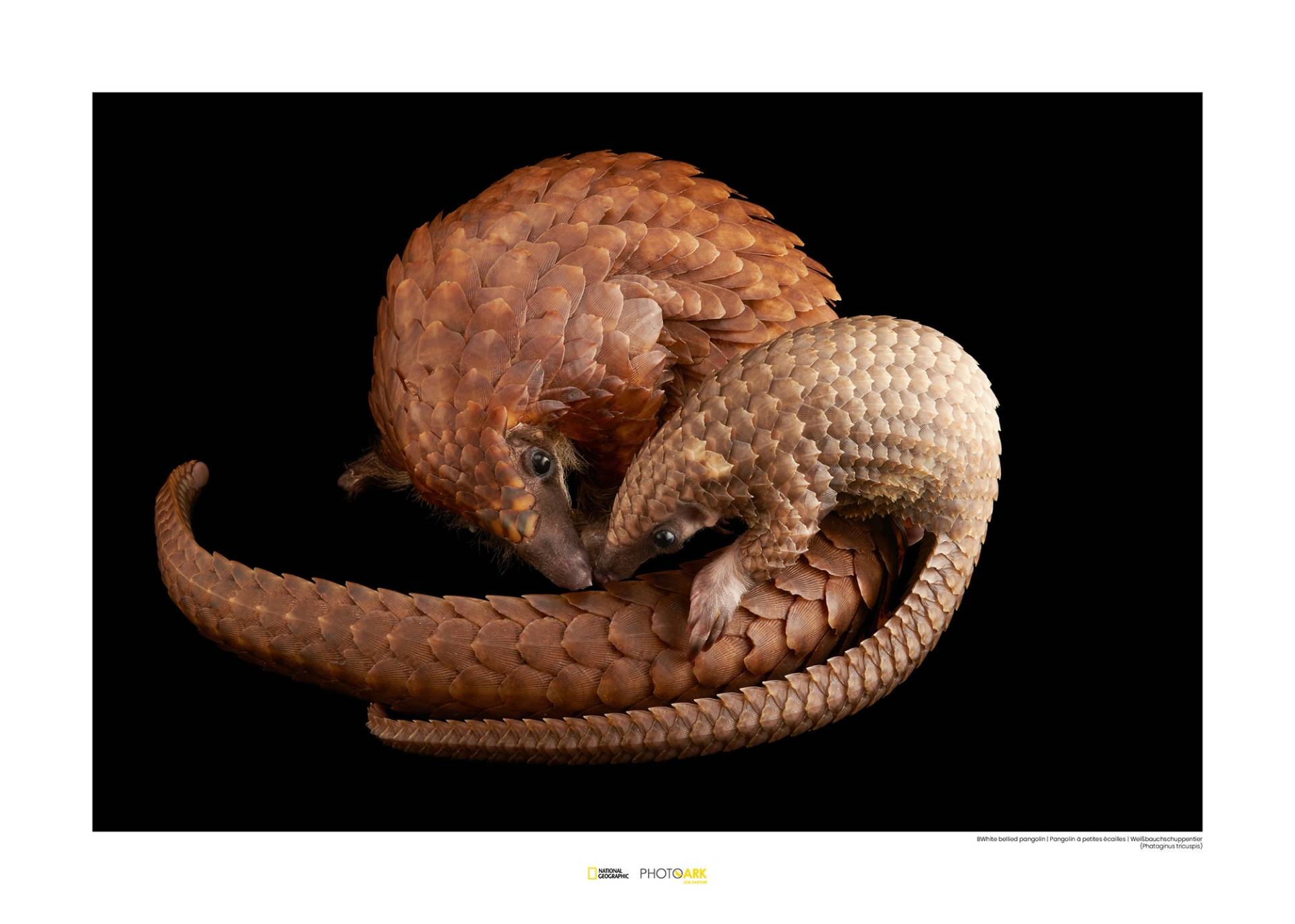 Komar Poster »White Bellied Pangolin«, Tiere von Komar