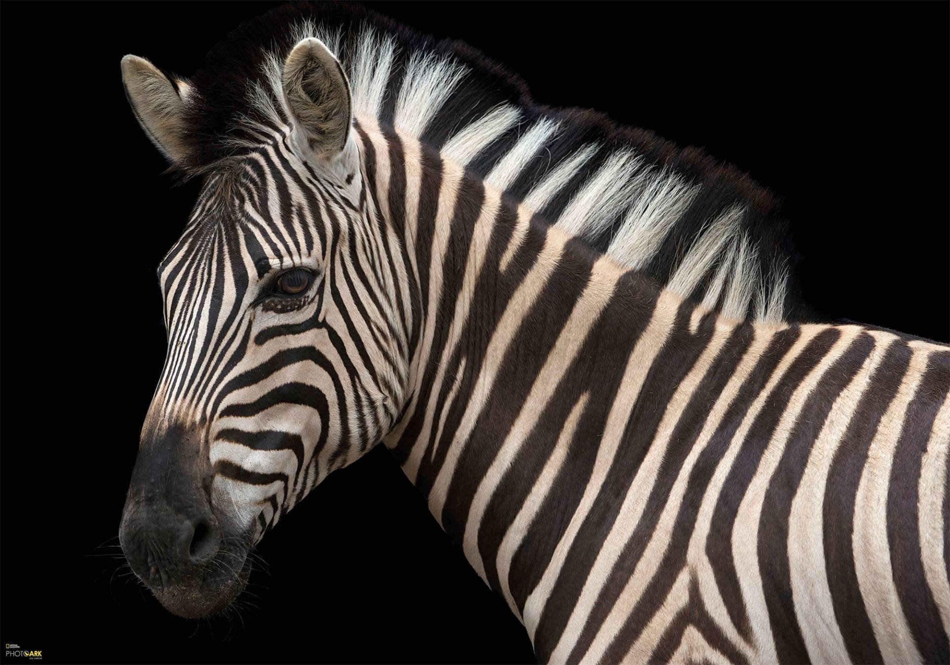 Komar Vliestapete »Damara Zebra«, bedruckt-realistisch von Komar