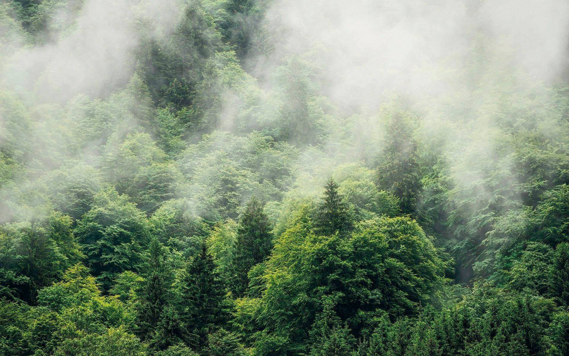 Komar Vliestapete »Forest Land« von Komar