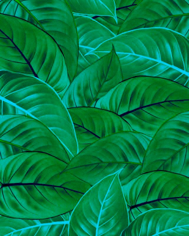Komar Vliestapete »Digitaldruck Vlies - Jungle Leaves - Grösse 200 x 250 cm«, bedruckt, Wohnzimmer, Schlafzimmer Komar Vliestapete »Digitaldruck Vlies - Jungle Leaves - Grösse 200 x 250 cm«, bedruckt, Wohnzimmer, Schlafzimmer von Komar