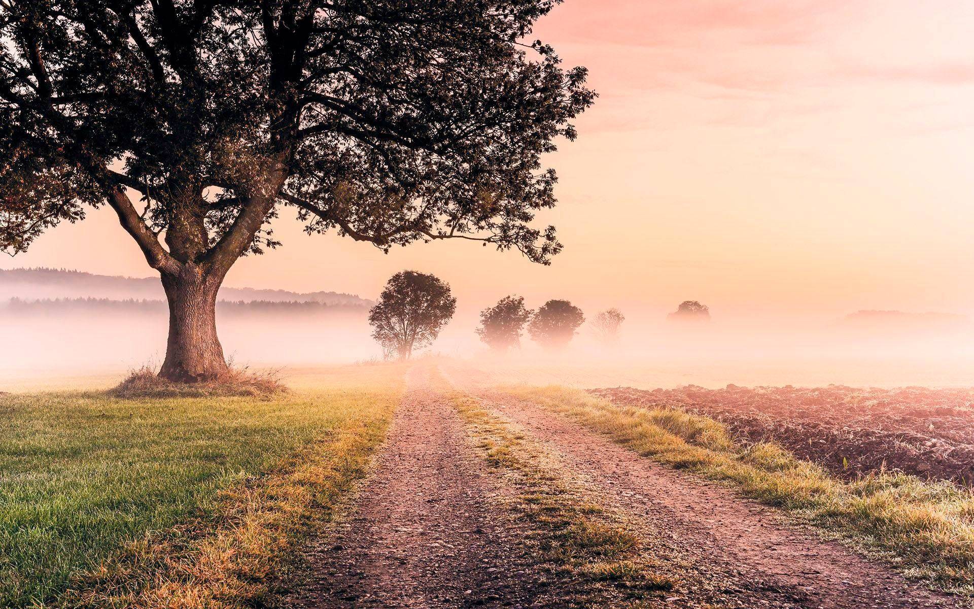 Komar Vliestapete »Digitaldruck Vlies - Misty Morning - Grösse 400 x 250 cm«, bedruckt, Wohnzimmer, Schlafzimmer Komar Vliestapete »Digitaldruck Vlies - Misty Morning - Grösse 400 x 250 cm«, bedruckt, Wohnzimmer, Schlafzimmer von Komar