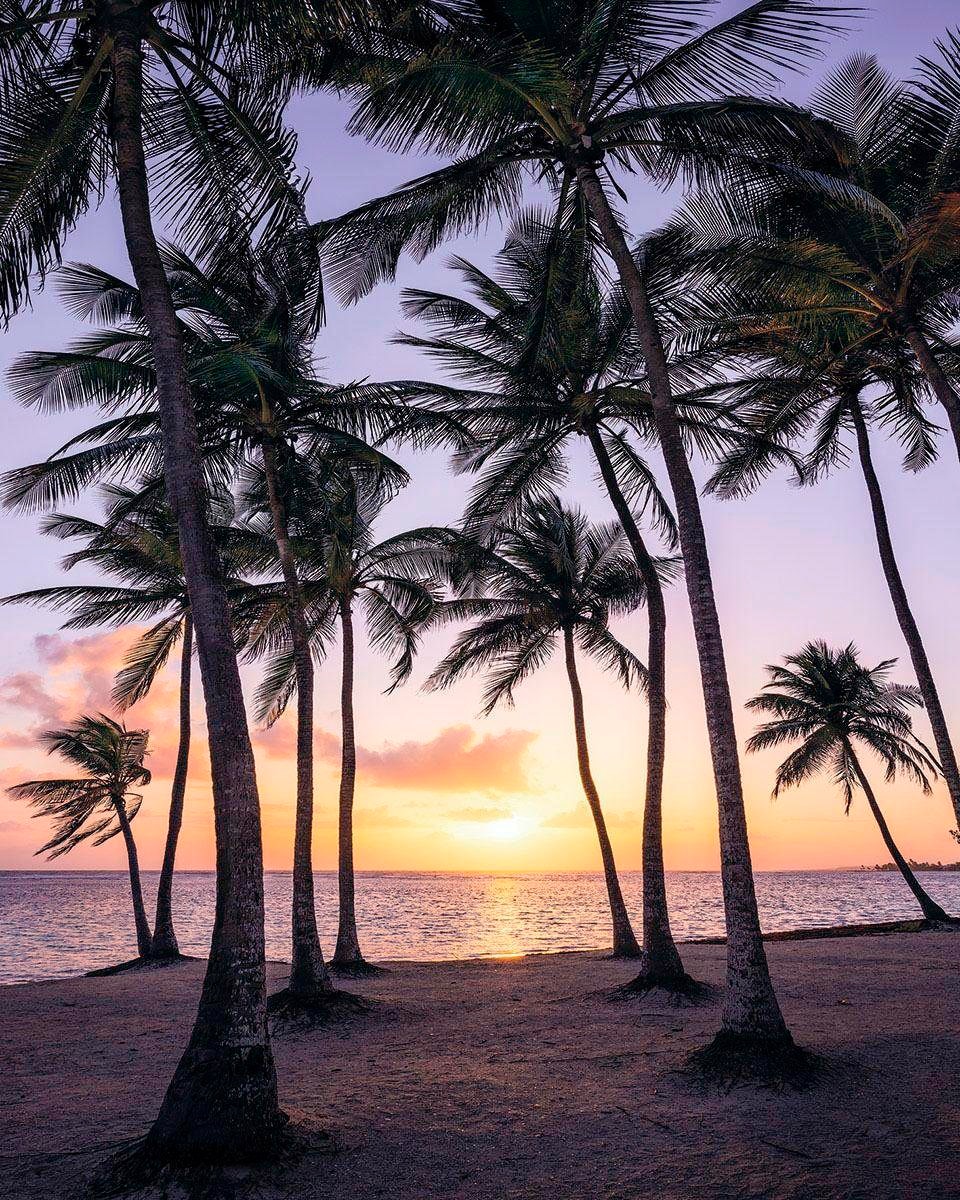 Komar Vliestapete »Digitaldruck Vlies - Palmtrees on Beach - Grösse 200 x 250 cm«, bedruckt, Wohnzimmer, Schlafzimmer Komar Vliestapete »Digitaldruck Vlies - Palmtrees on Beach - Grösse 200 x 250 cm«, bedruckt, Wohnzimmer, Schlafzimmer von Komar