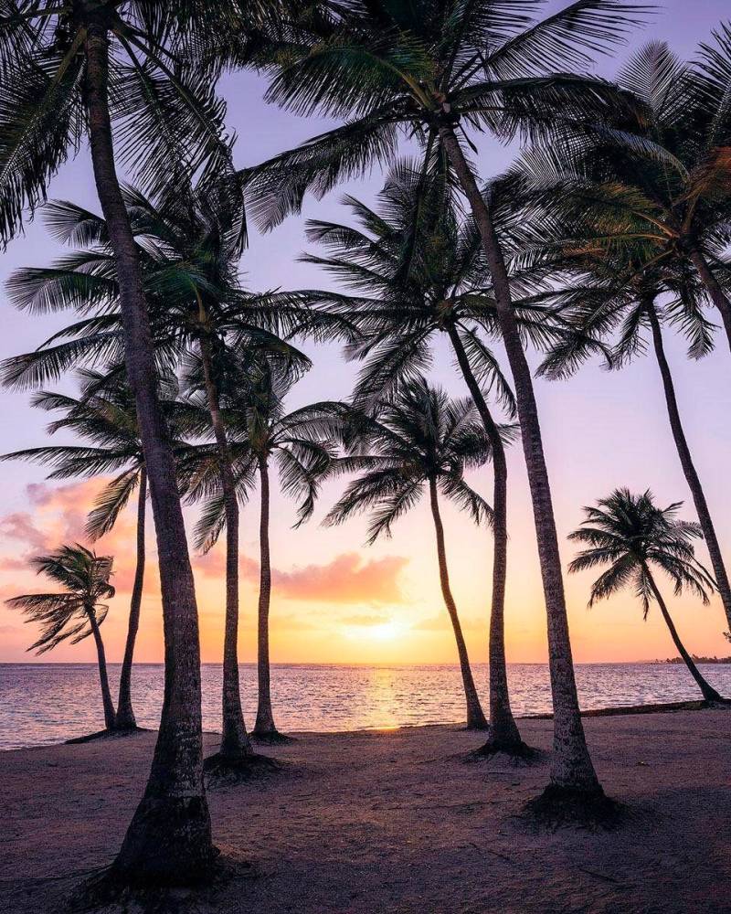 Komar Vliestapete »Digitaldruck Vlies - Palmtrees on Beach - Grösse 200 x 250 cm«, bedruckt, Wohnzimmer, Schlafzimmer von Komar