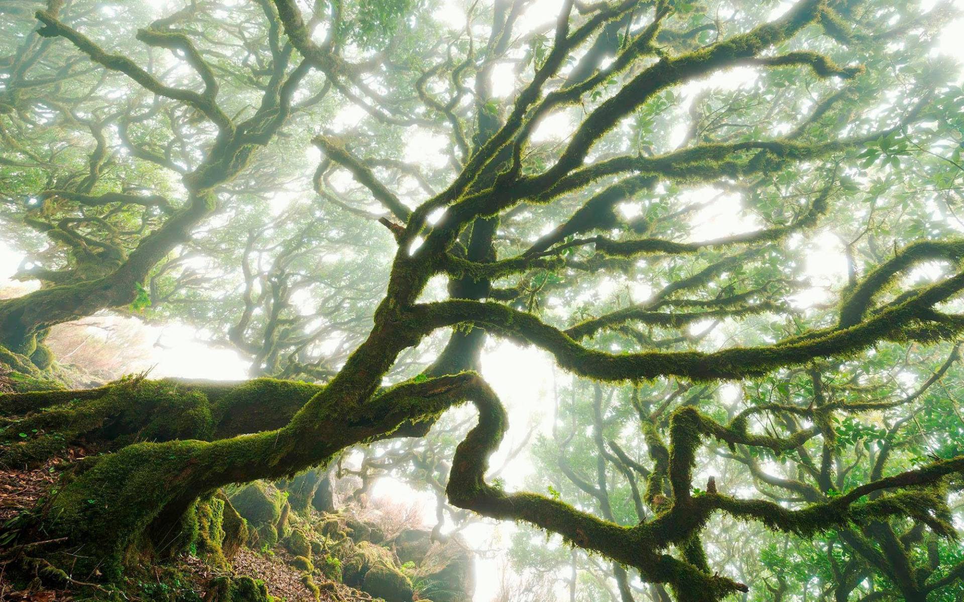 Komar Vliestapete »Digitaldruck Vlies - The Forgotten Forest - Grösse 400 x 250 cm«, bedruckt, Wohnzimmer, Schlafzimmer Komar Vliestapete »Digitaldruck Vlies - The Forgotten Forest - Grösse 400 x 250 cm«, bedruckt, Wohnzimmer, Schlafzimmer von Komar