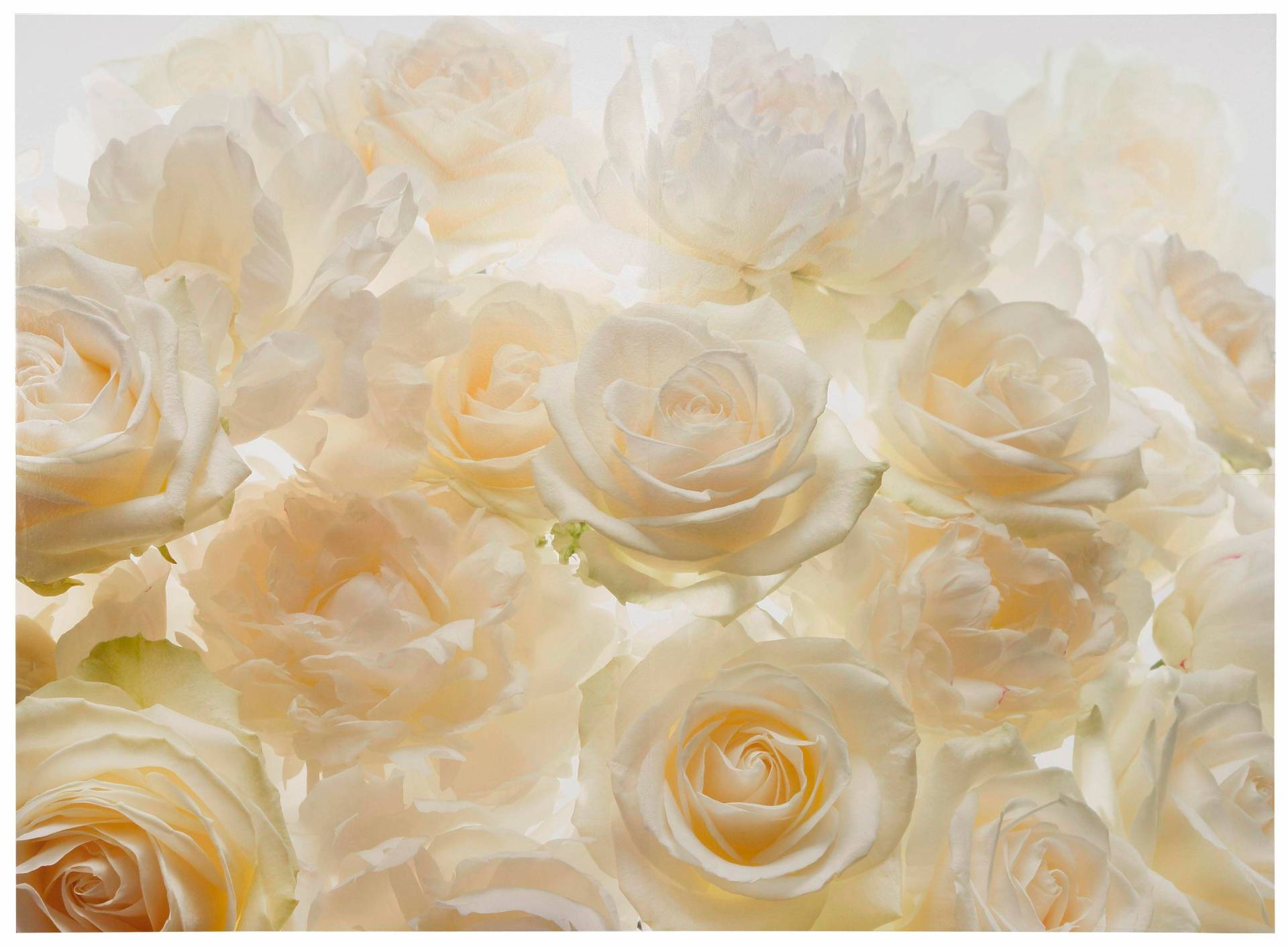 Komar Vliestapete »Vlies - Shalimar - Grösse 368 x 248 cm«, bedruckt, Wohnzimmer, Schlafzimmer Komar Vliestapete »Vlies - Shalimar - Grösse 368 x 248 cm«, bedruckt, Wohnzimmer, Schlafzimmer von Komar
