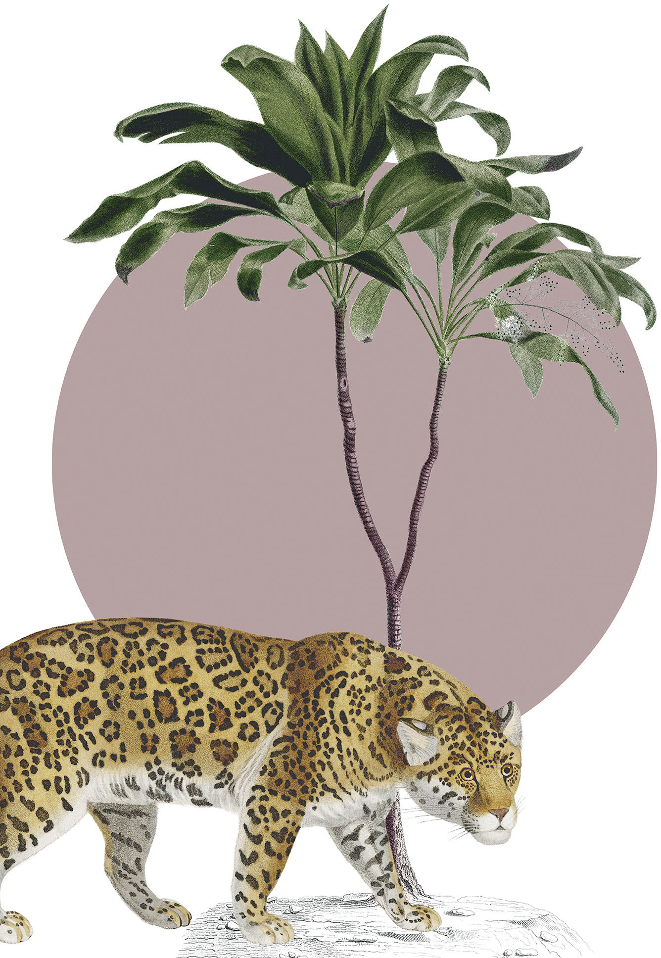 Komar Wandbild »Botanical Garden Jaguar«, (1 St.), Deutsches Premium-Poster Fotopapier mit seidenmatter Oberfläche und hoher Lichtbeständigkeit. Für fotorealistische Drucke mit gestochen scharfen Details und hervorragender Farbbrillanz. von Komar