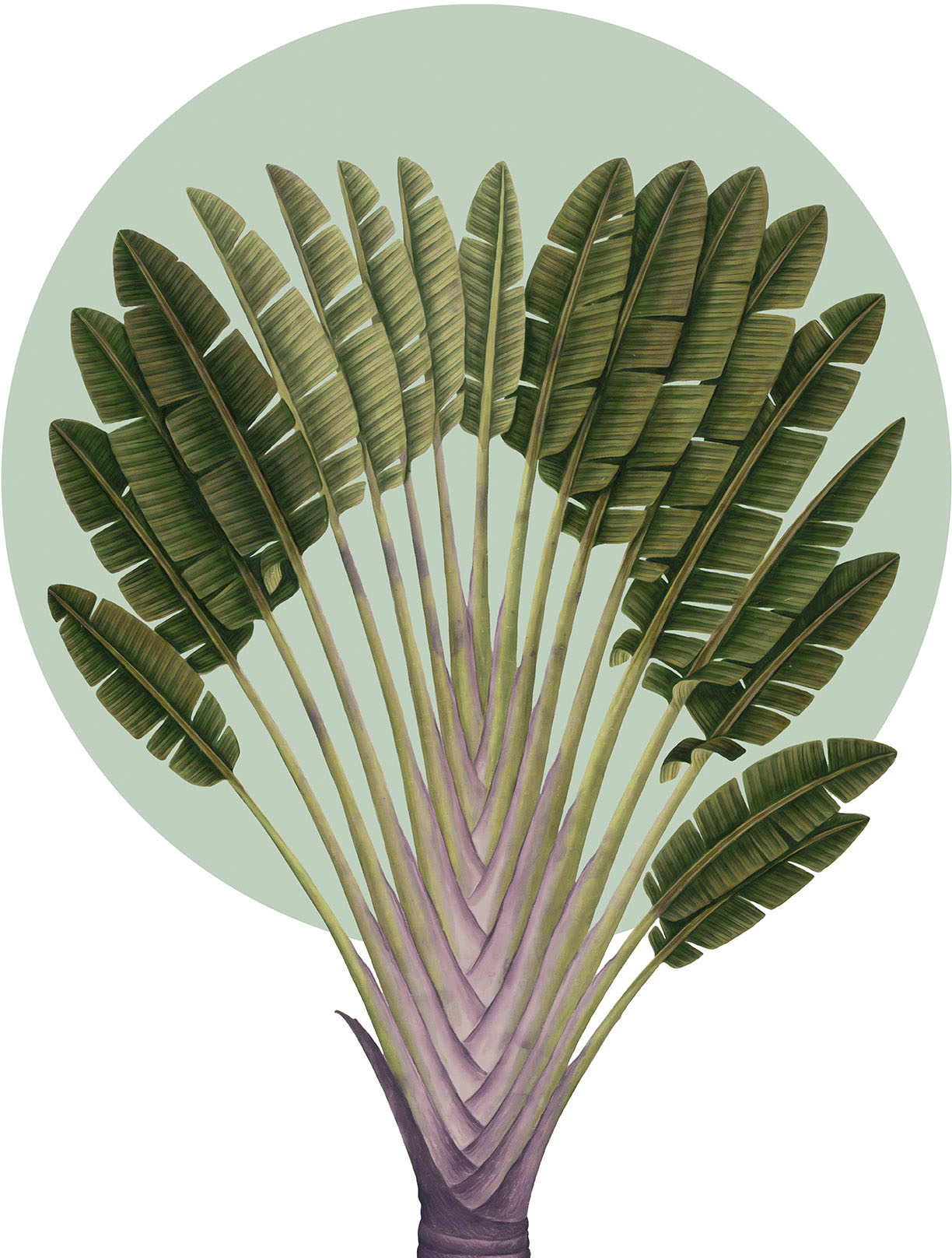 Komar Wandbild »Botanical Garden Pinnate Palm«, (1 St.), Deutsches Premium-Poster Fotopapier mit seidenmatter Oberfläche und hoher Lichtbeständigkeit. Für fotorealistische Drucke mit gestochen scharfen Details und hervorragender Farbbrillanz. von Komar
