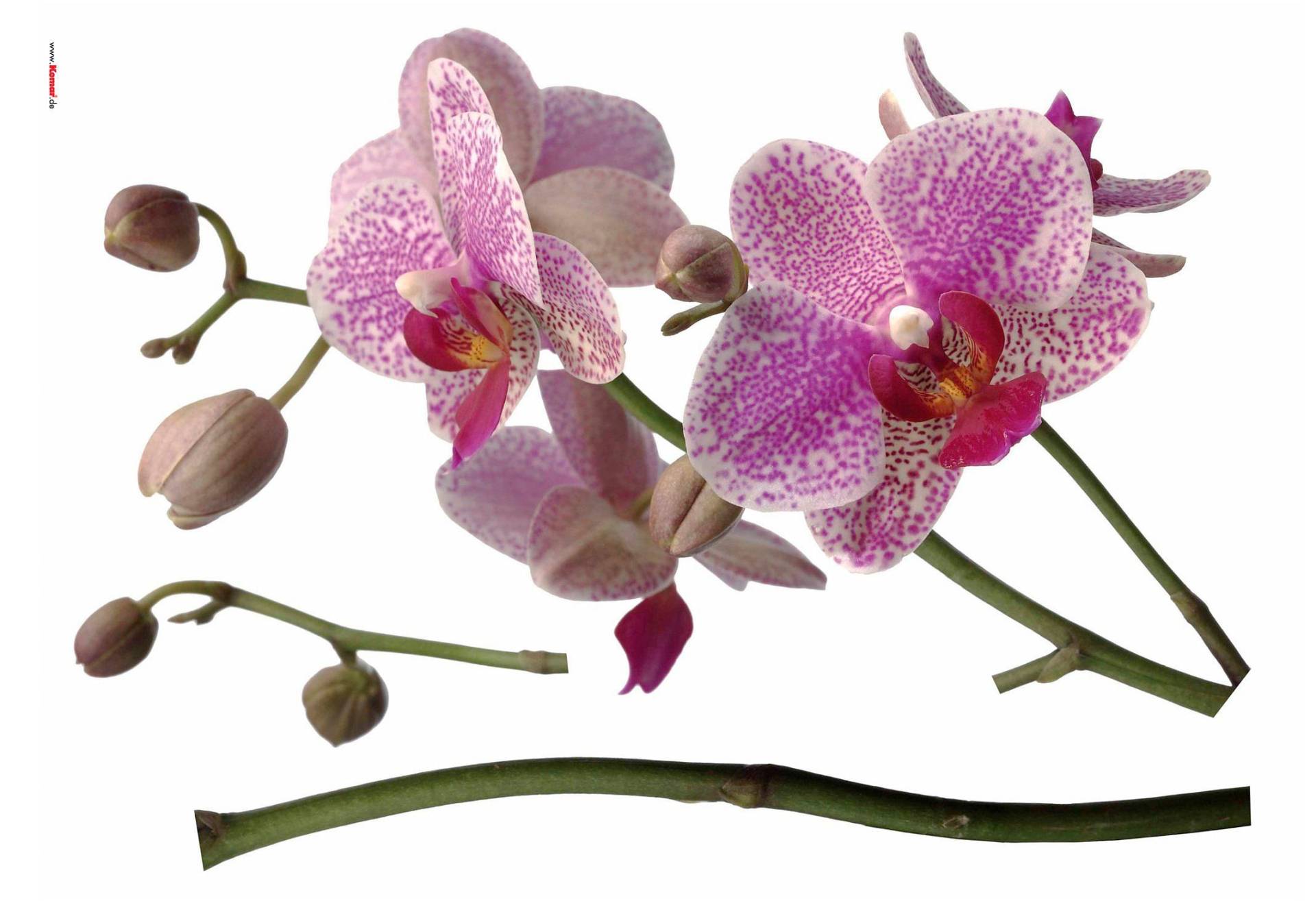 Komar Wandtattoo »Orchidee« von Komar