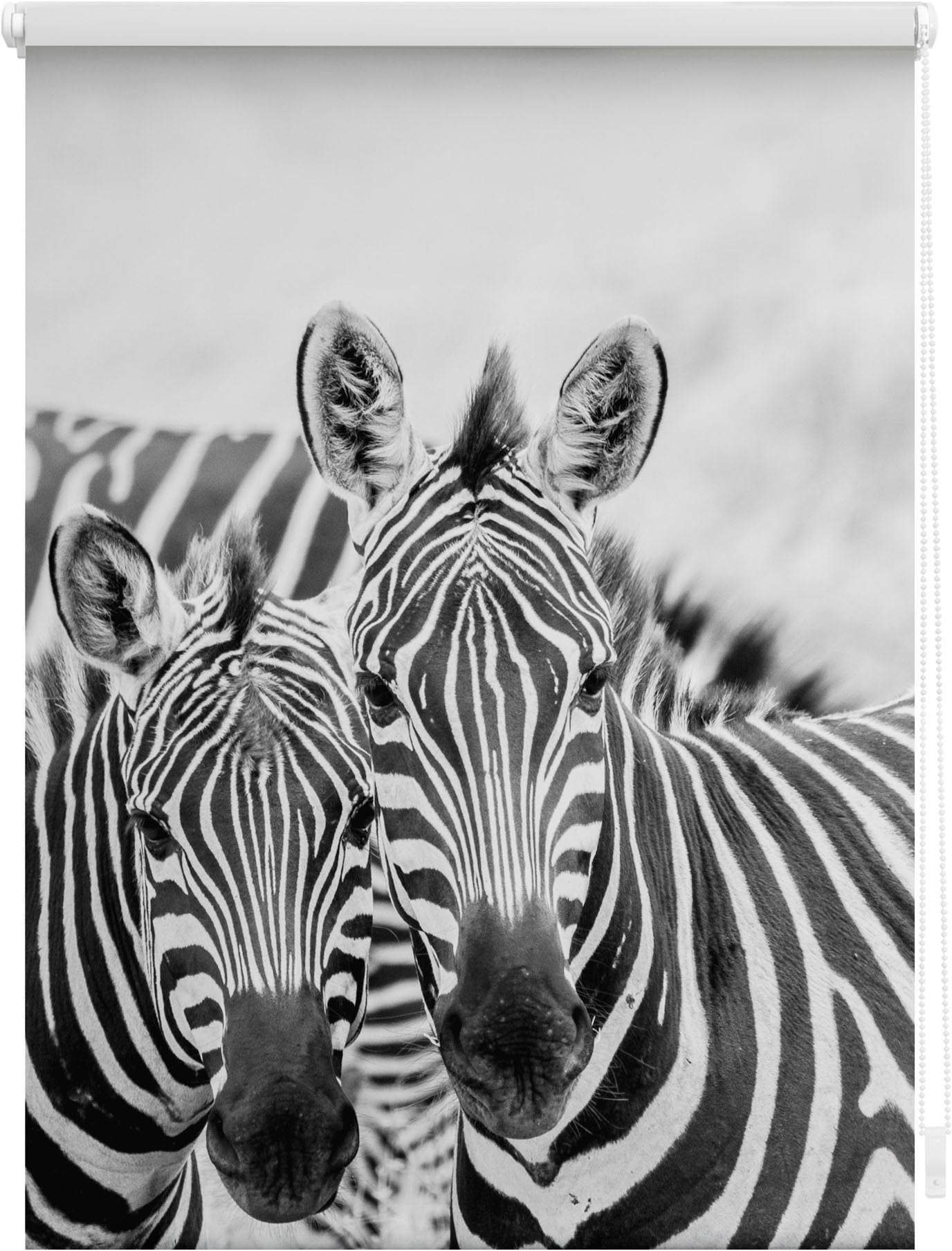 LICHTBLICK ORIGINAL Seitenzugrollo »Klemmfix Motiv Zebra«, Lichtschutz, ohne Bohren, freihängend von LICHTBLICK ORIGINAL