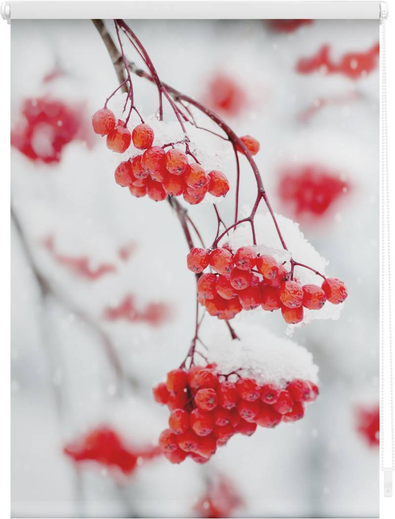 LICHTBLICK ORIGINAL Seitenzugrollo »Klemmfix Motiv Vogelbeeren«, Lichtschutz, ohne Bohren, freihängend, bedruckt von LICHTBLICK ORIGINAL