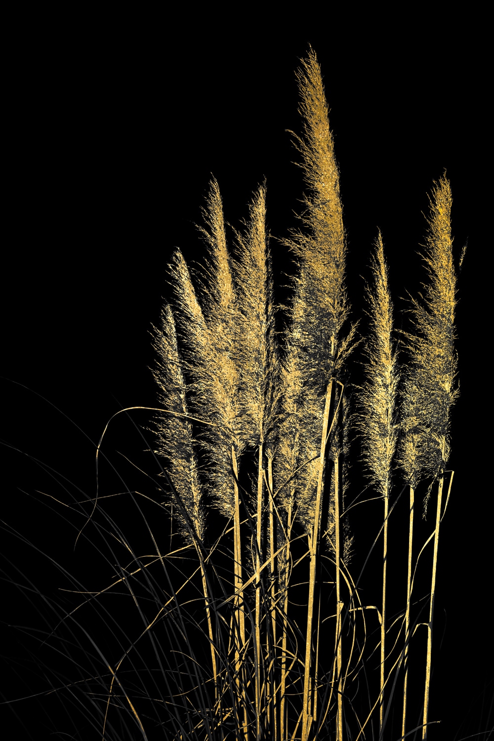 Leonique Acrylglasbild »Pampas Gras - Acrylbilder mit Blattgoldfarben veredelt«, (1 St.) von Leonique