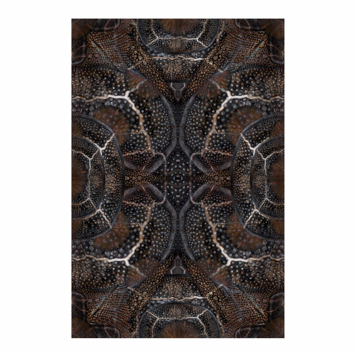 Blooming Seadragon Teppich, Grösse 266 x 400 cm von Moooi Carpets