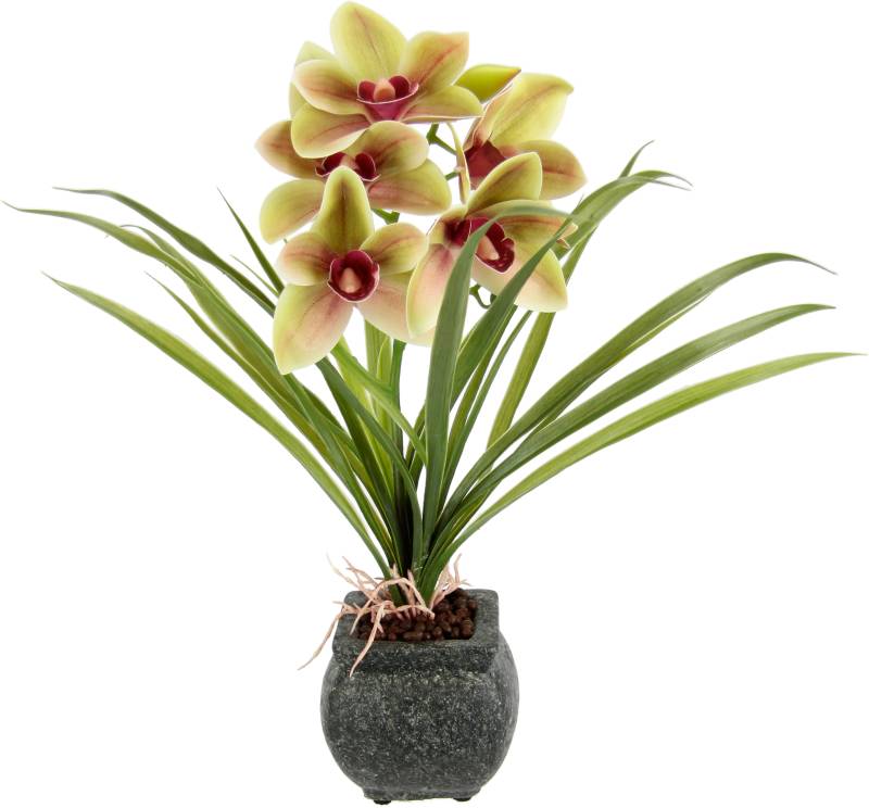 my home Kunstblume »Orchidee«, Mit Blätter im Topf aus Zement Künstliche Blume Cymbidium-Orchidee von My Home