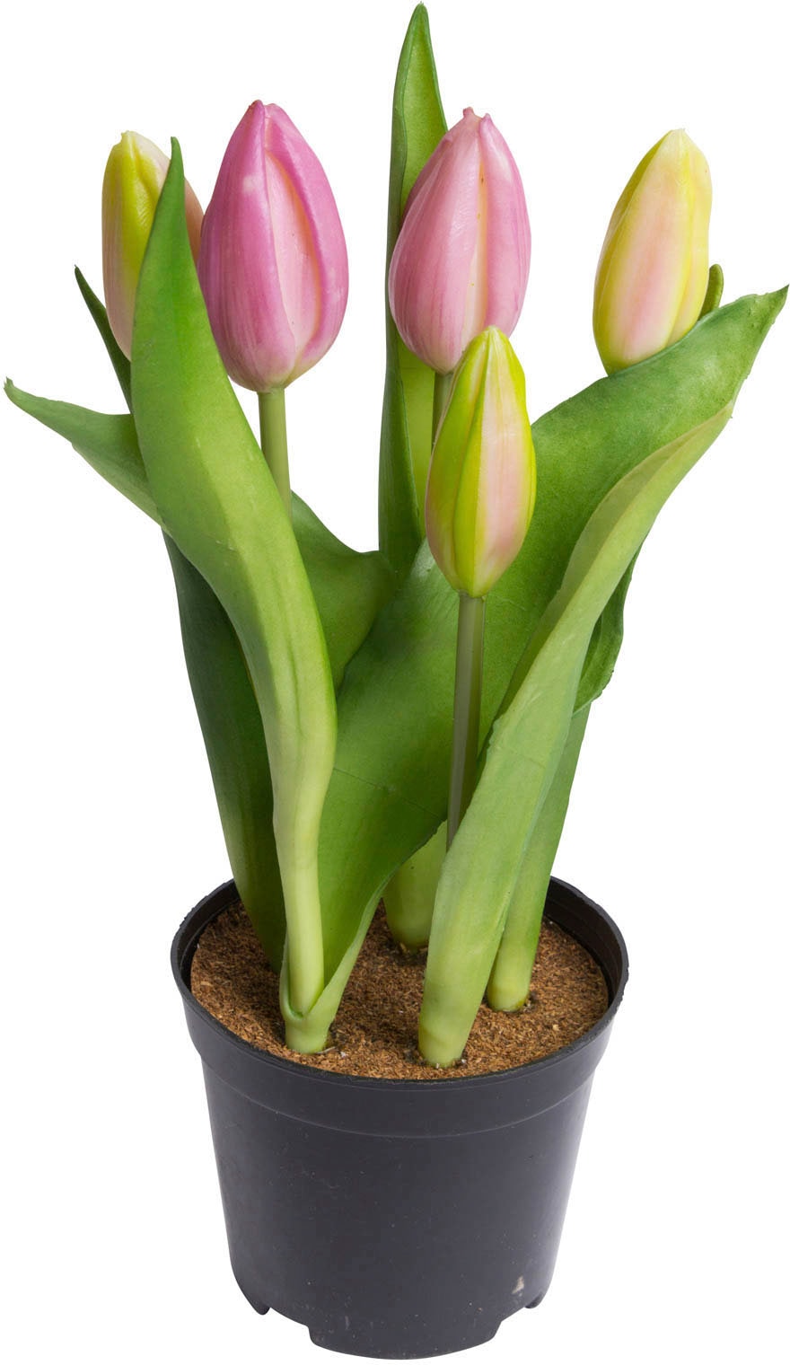 my home Kunstblume »Tulpenpflanze mit 5 Knospen« von My Home