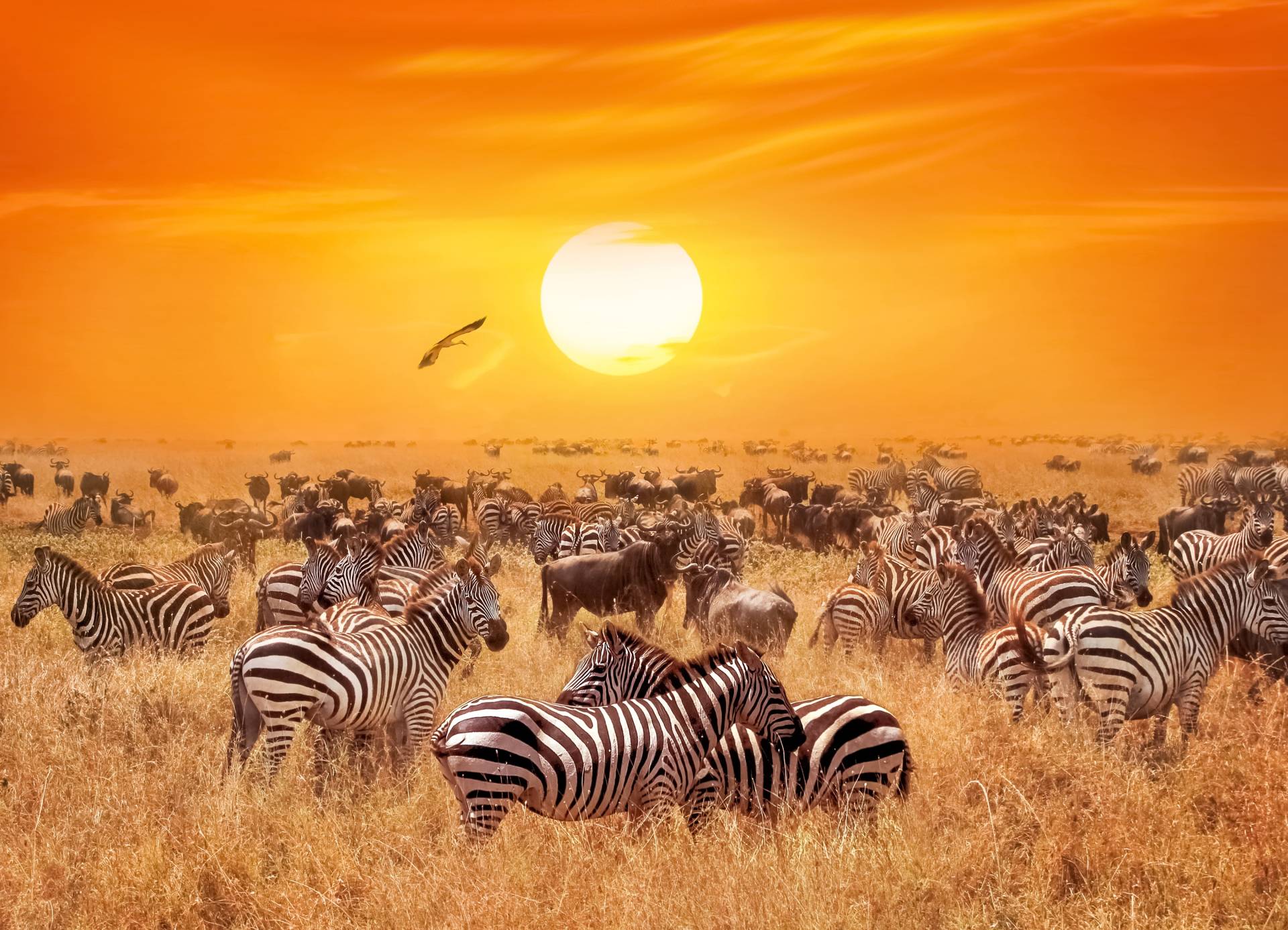 Papermoon Fototapete »African Antelopes and Zebras« Papermoon Fototapete »African Antelopes and Zebras« von Papermoon