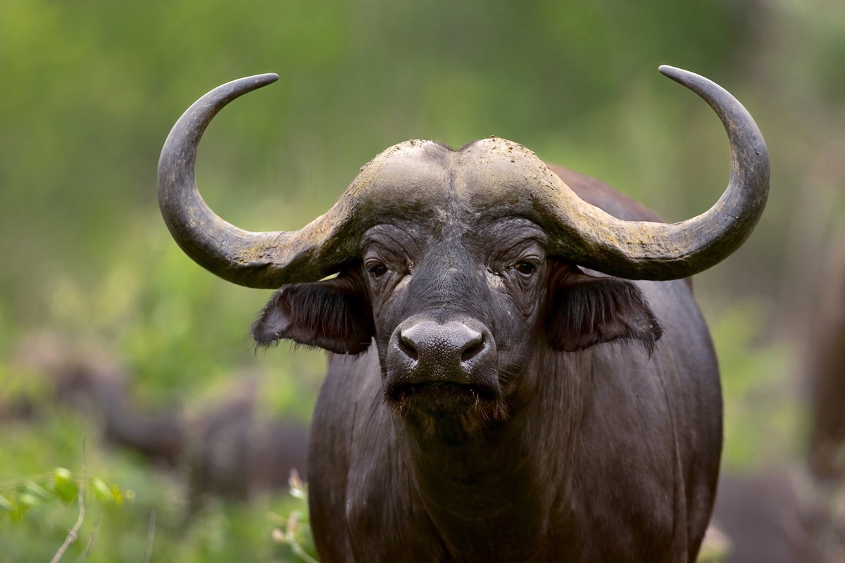 Papermoon Fototapete »Afrikanischer Büffel« von Papermoon