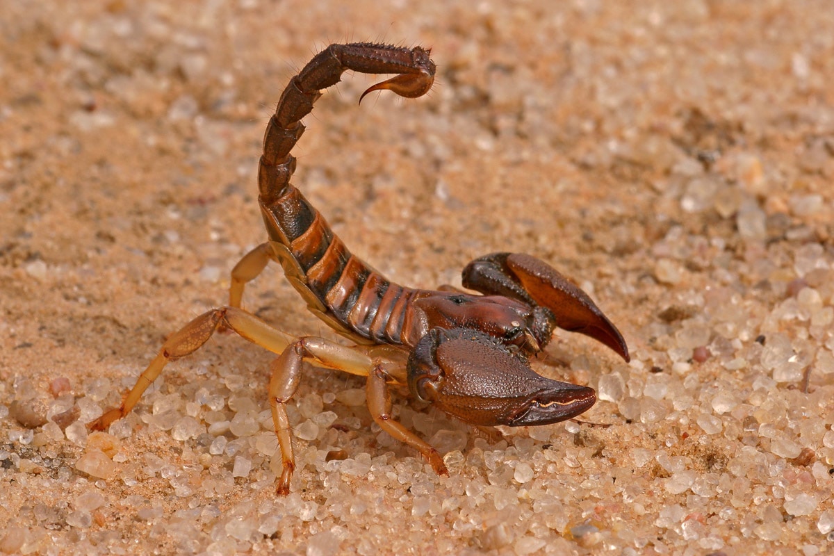 Papermoon Fototapete »Aggressiver Skorpion« von Papermoon