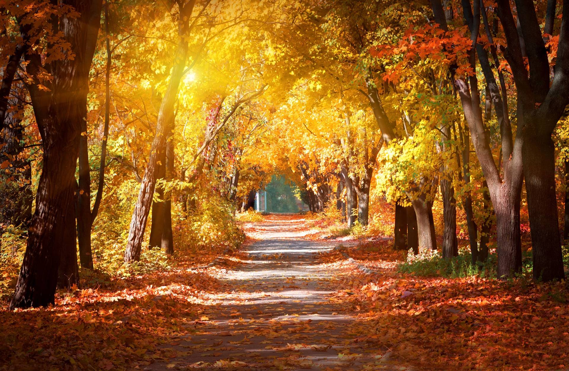 Papermoon Fototapete »Alley in the Autumn Park« Papermoon Fototapete »Alley in the Autumn Park« von Papermoon