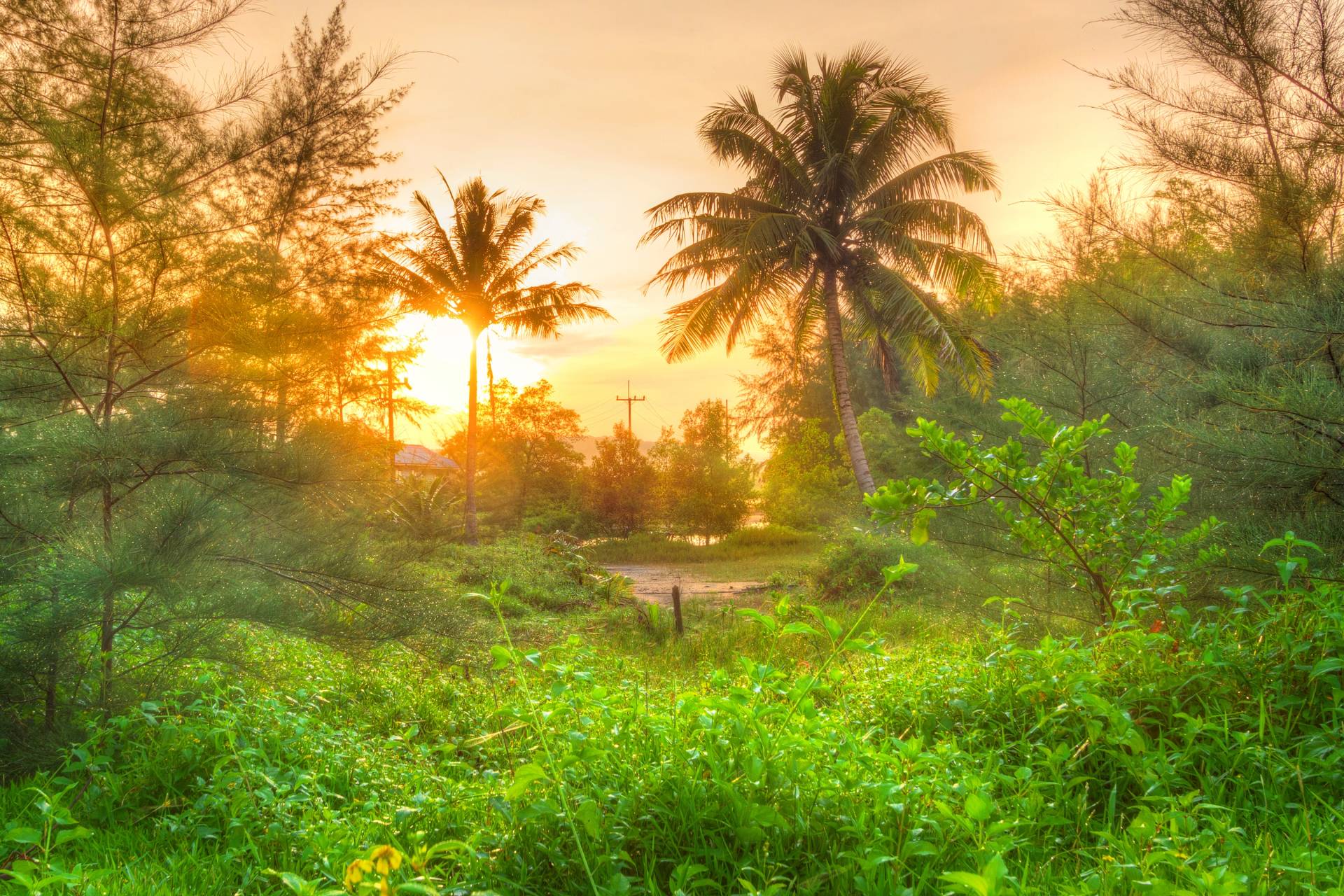 Papermoon Fototapete »Amazing Jungle Sunrise« Papermoon Fototapete »Amazing Jungle Sunrise« von Papermoon
