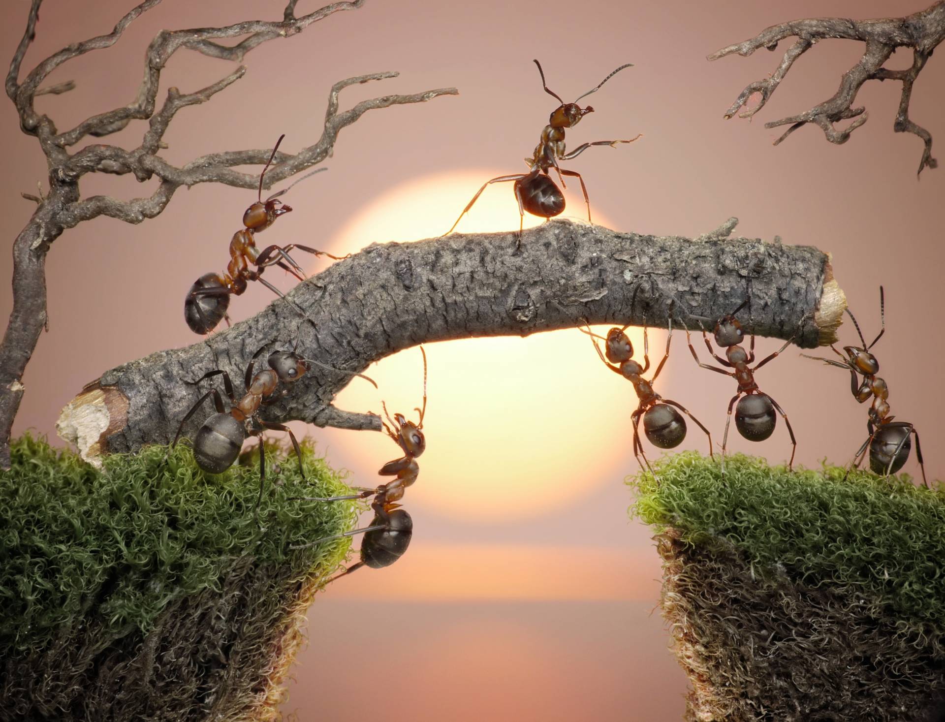 Papermoon Fototapete »Ants Teamwork« von Papermoon