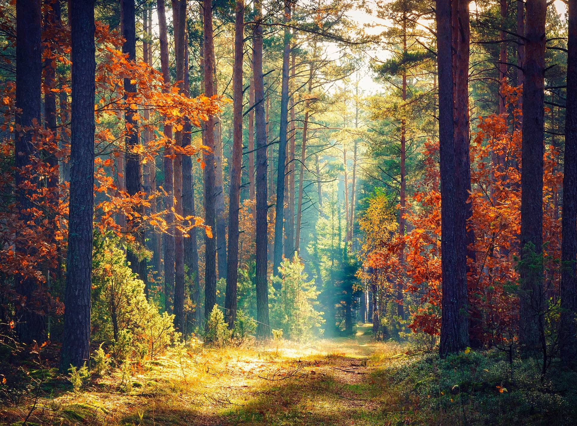 Papermoon Fototapete »Autumn Forest Sun Rays« von Papermoon