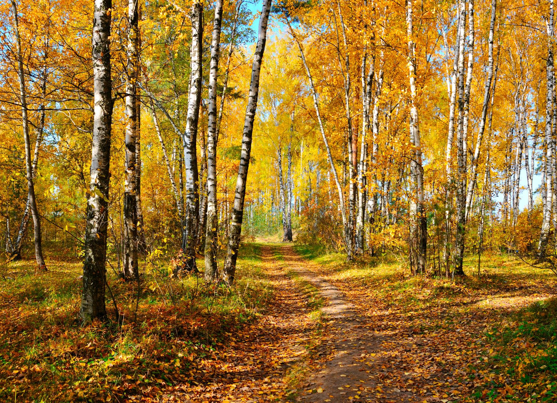 Papermoon Fototapete »Autumn Forest« Papermoon Fototapete »Autumn Forest« von Papermoon